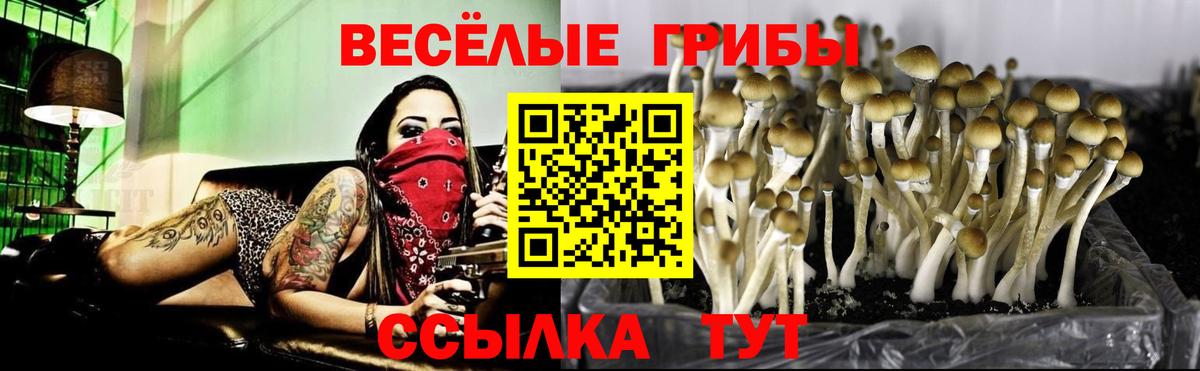 Бердск  Псилоцибиновые грибы Magic Shrooms  Вход с VPN 